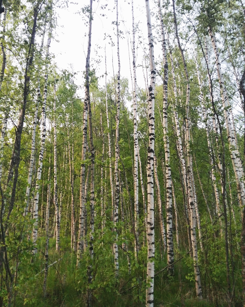 Janina Pohja, Fit Times, koivumetsä, aika ei odota ketään, time waits for no one