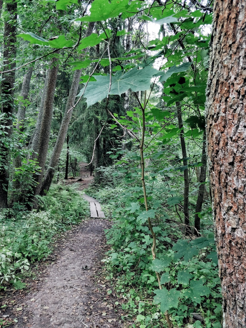 Janina Michaela, bloggaaja, somevaikuttaja, ilmastonmuutos, Before the flood, dokumentti, ajatuksia, luonto