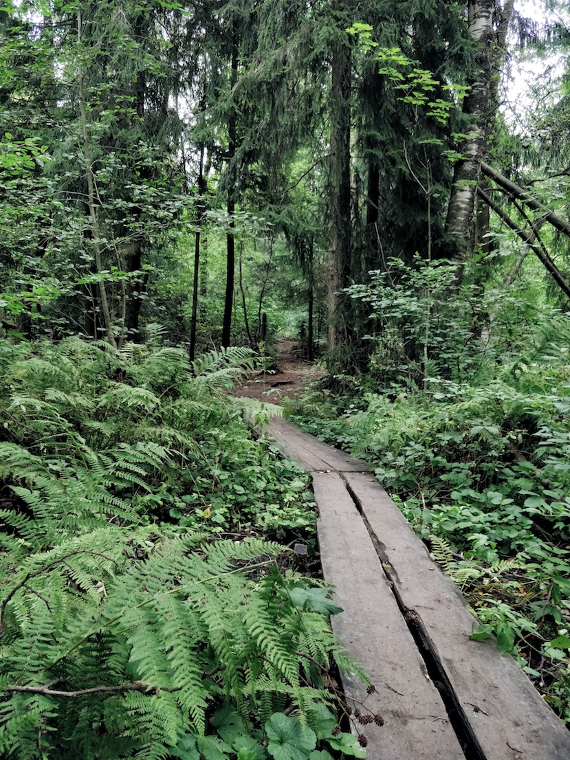 Janina Michaela, bloggaaja, somevaikuttaja, ilmastonmuutos, Before the flood, dokumentti, ajatuksia, luonto