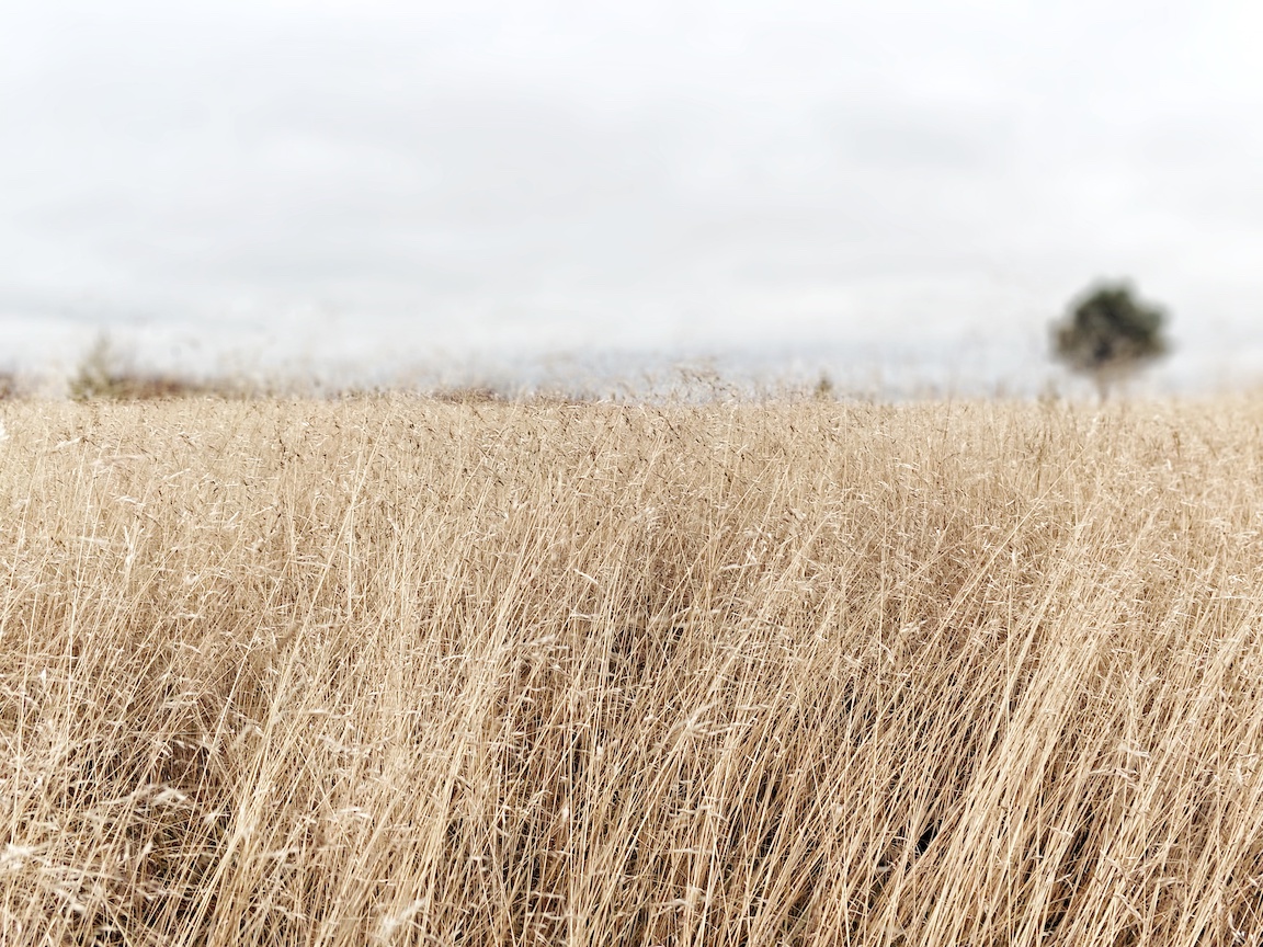 Visit Kokkola, luonto, ulkoilu, vaeltaminen, luontopolku, Villa Elba, Janina Michaela, metsäterapia, henkinen hyvinvointi, raitis ilma, Suomi, retkeily