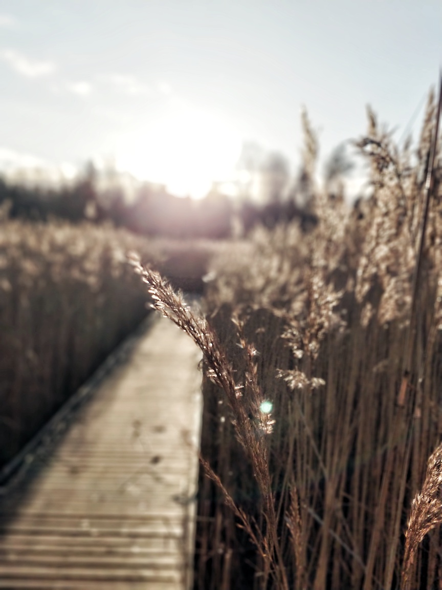 Visit Kokkola, luonto, ulkoilu, vaeltaminen, luontopolku, Villa Elba, Janina Michaela, metsäterapia, henkinen hyvinvointi, raitis ilma, Suomi, retkeily